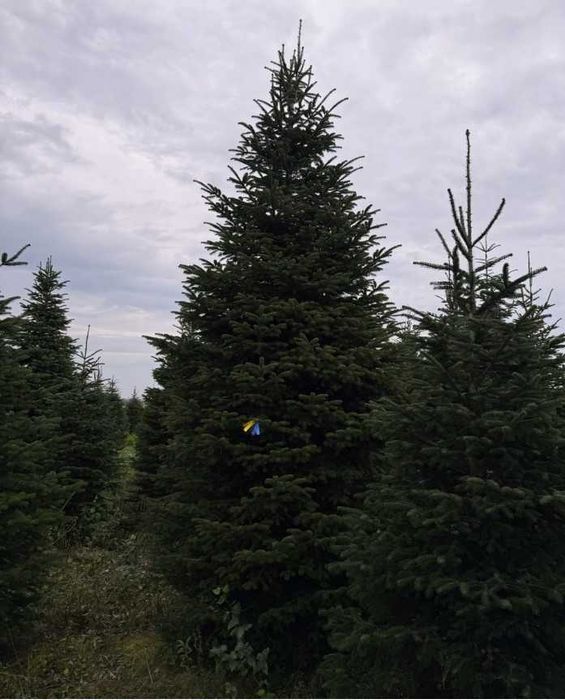 Новорічні ялинки/Безкоштовна доставка по місту