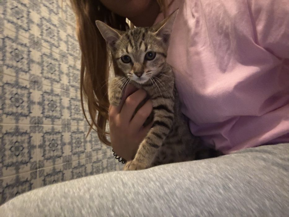 Gatos para adopção