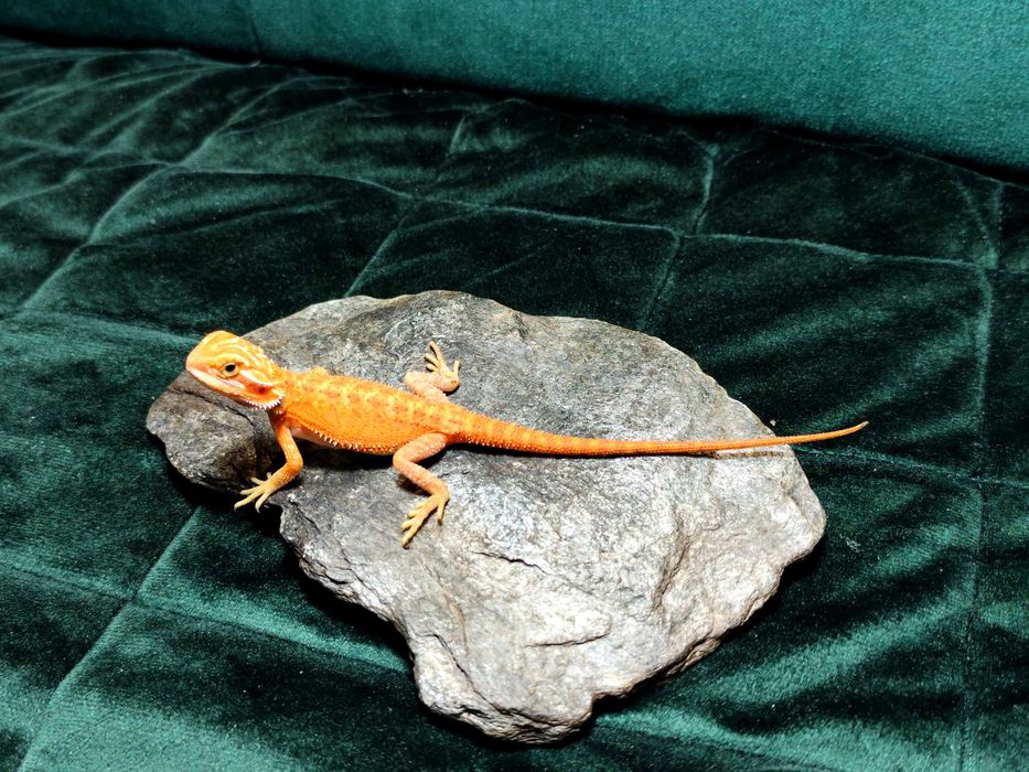 Agama Brodata samice RED młode agamki