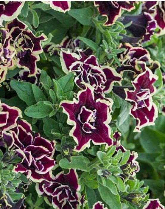 Сурфінія (петунія ампельна)