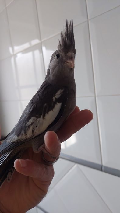 Caturras bebes 1 Mês