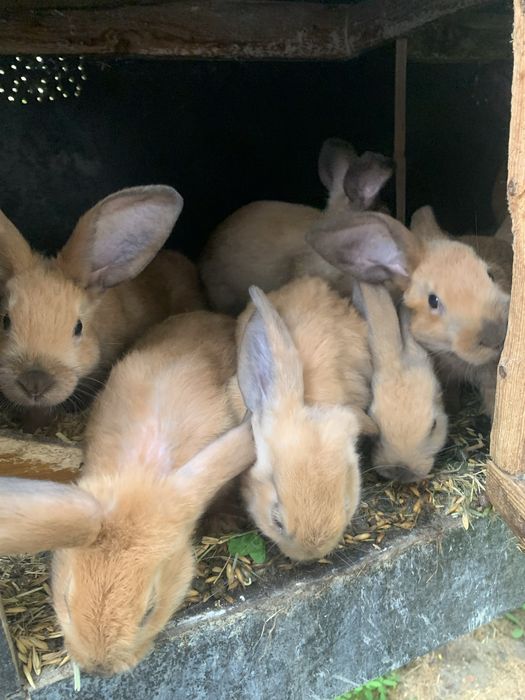 mlode kroliczki rasy nowozalandzkiej