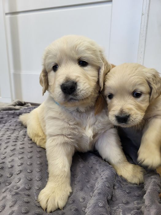 Samiec Golden Retriever ZKwP FCI