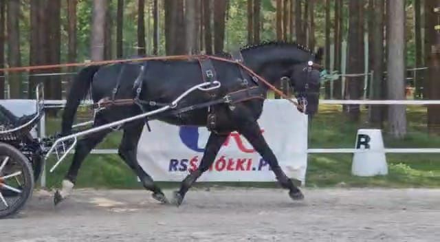 Ogier Wielkopolski Wybryk-MT dotacyjny
