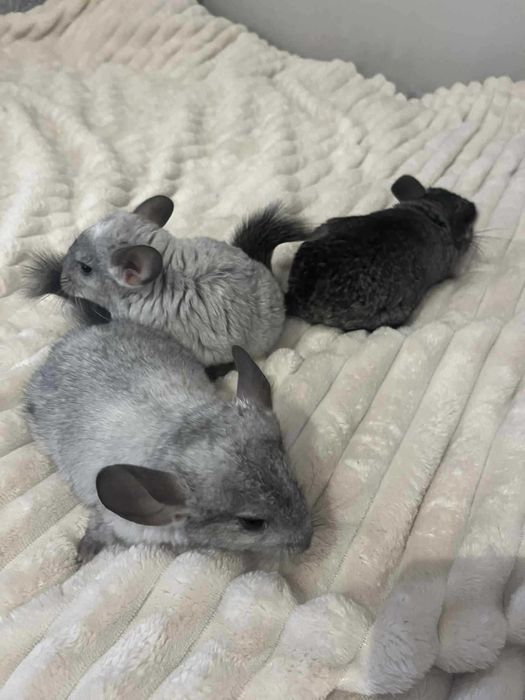 Szynszyle mlode  samica  i samce