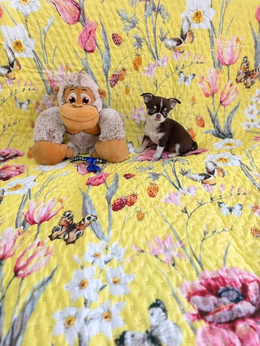 Chihuahua macho mini