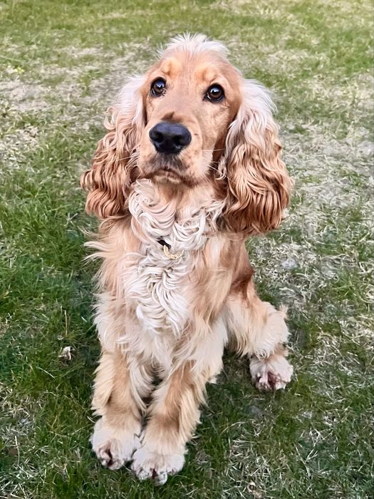 Англійський кокер спаніель. Вязка