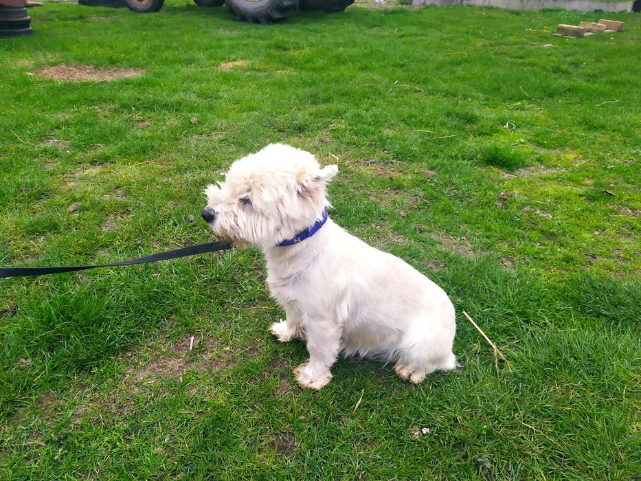 West highland white terrier
