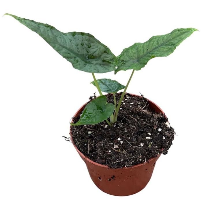 Алоказія Олані, Alocasia Olaniі