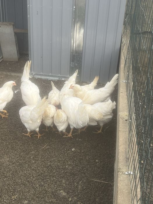 Ovos galados de varias racas