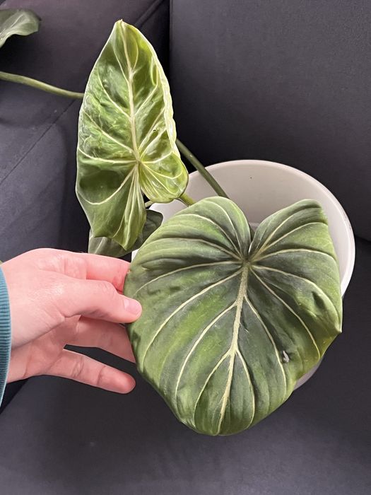 Filodendron gloriosum