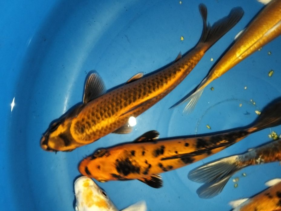Carpa koi seleção 15 a 16cm