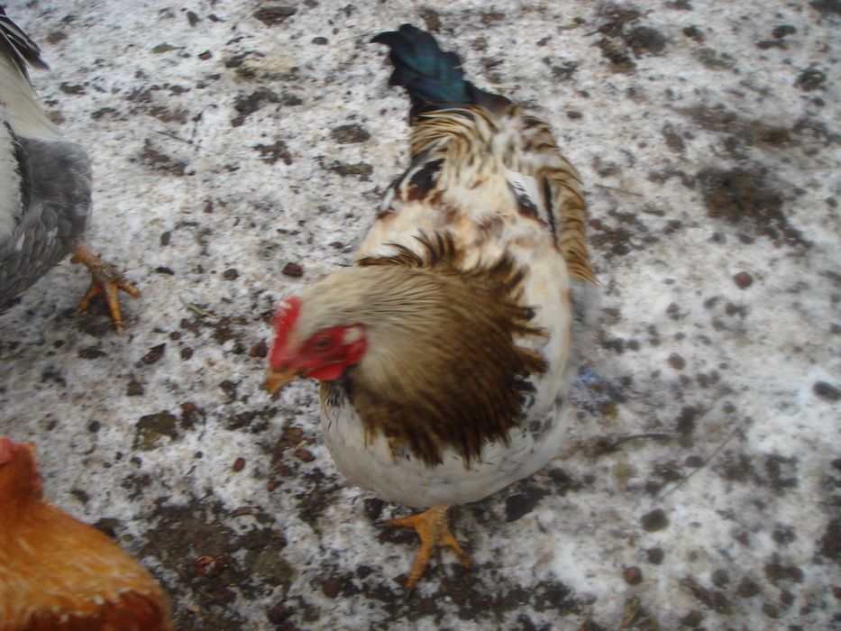 Продам молодих пiвнiв