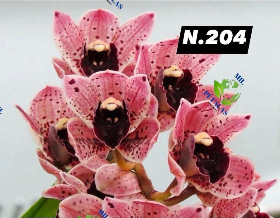 Orquídeas de Coleção a 9,50€ com 3/4 bolbos prontas a florir