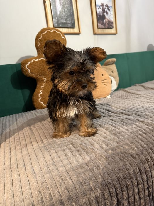Yorkshire Terrier – śliczny szczeniak gotowy na zmiane domku