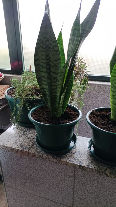 Vasos de espadas de são Jorge