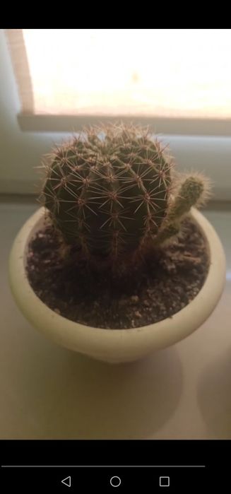 Кактус рослина вазон квіти