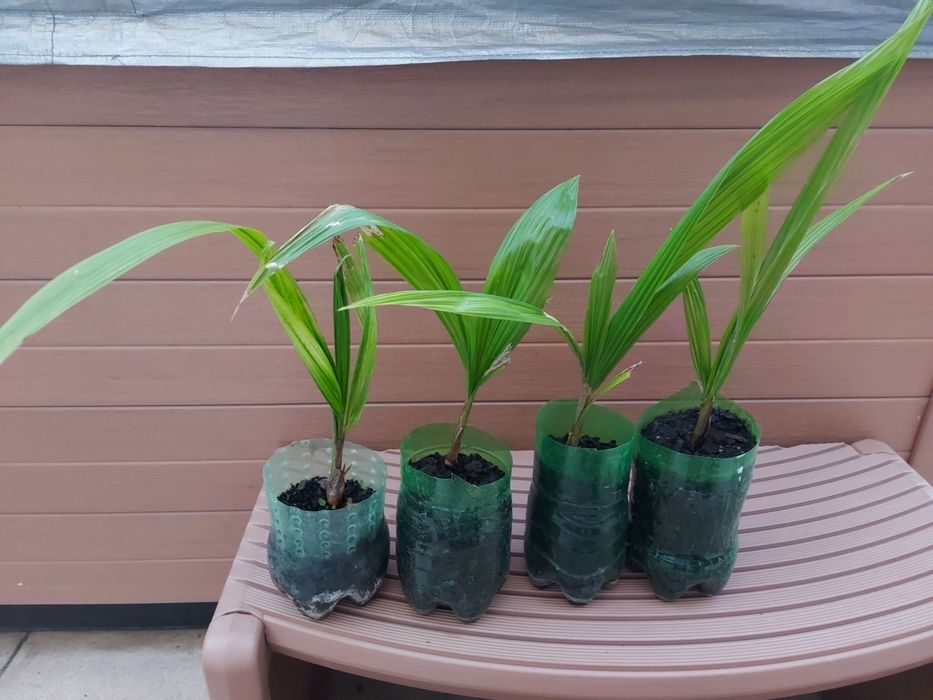 Coqueiros de jardim jerivá