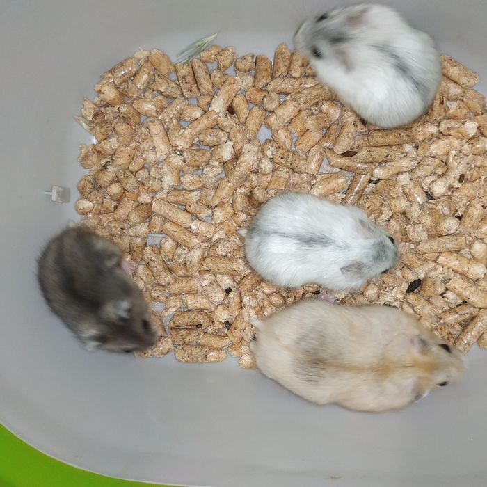 Хомячки разные джунгарские и другие клетка доставка Харьков купить