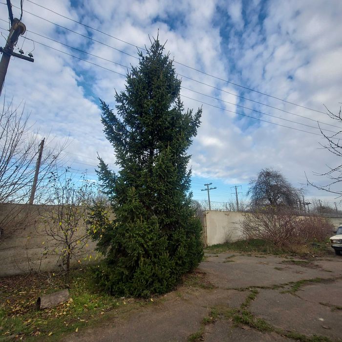 Продаем елку от 12 до 13 м. Самовывоз.