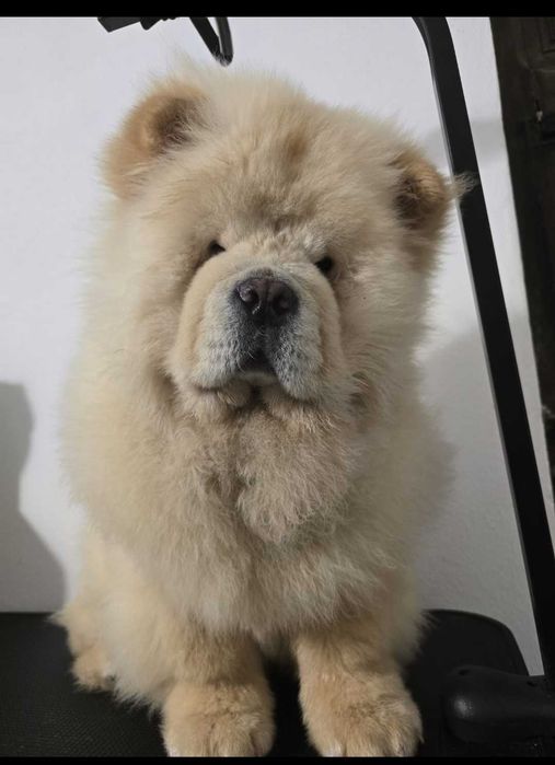 Casal de chow chow