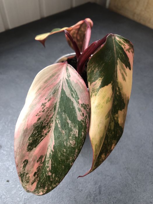 Філодендрон Ред Емеральд