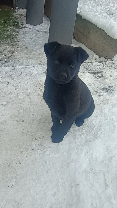 Szczeniaki,matka labrador z papierami.