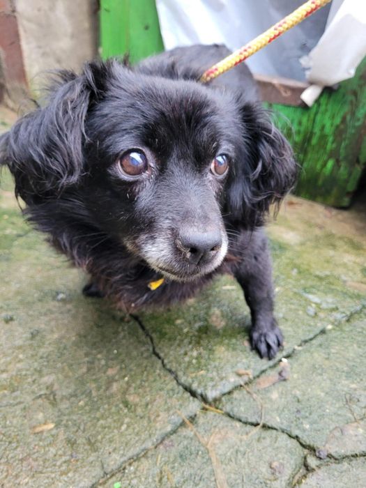 Malutka Megi do adopcji