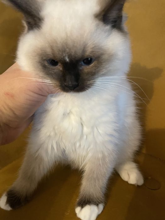 Koteczka  kot Ragdoll Ragdolle