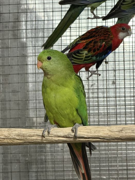 Varias Aves 2026