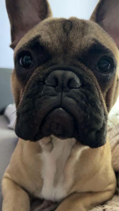 Bulldog francuski