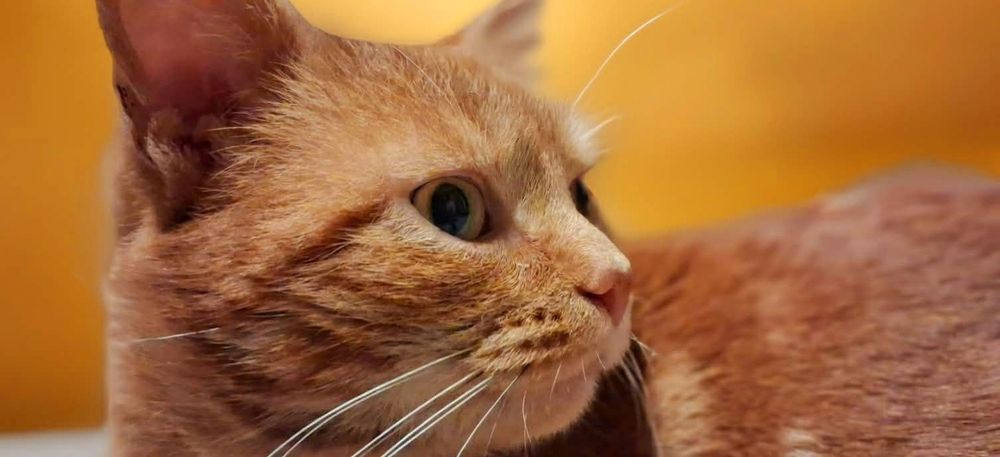 Kocurek Dżentelmen Marcel