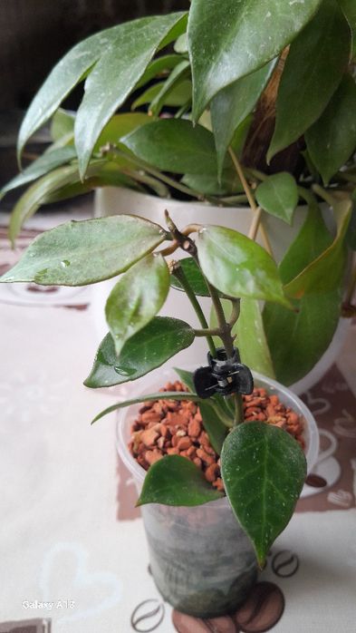 Хойя обскура вкорінені черенки з квітконіжкою