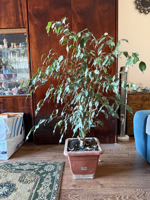 Фікус Бенджаміна