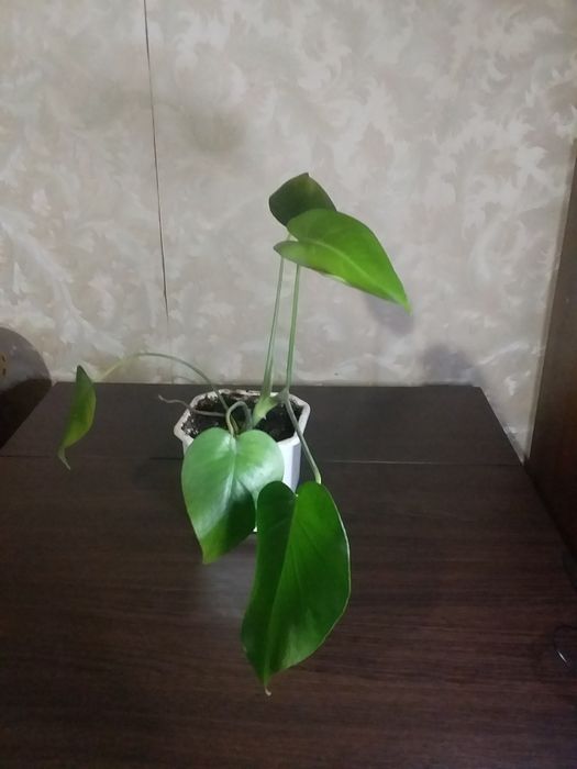Монстера вазон офіс
