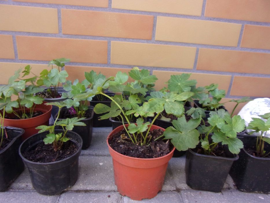 5szt jarzmianki byliny+5szt ciemierniki 10szt/70zł+gratis ciemier wysył gratis