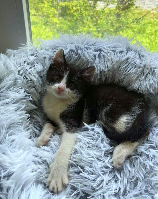 Котенок в поисках дома