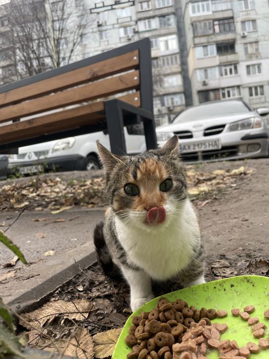 Кошеня (кішка, киця, дівчинка, кошка, котенок, девочка)