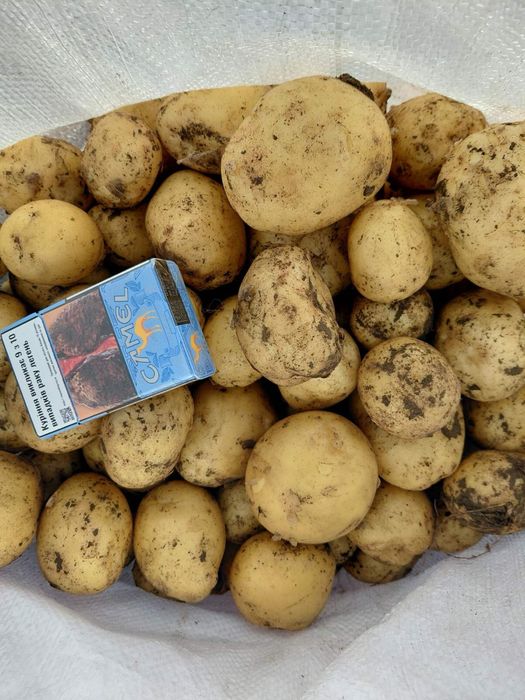 Продам картоплю рівʼєра мита, не мита опт