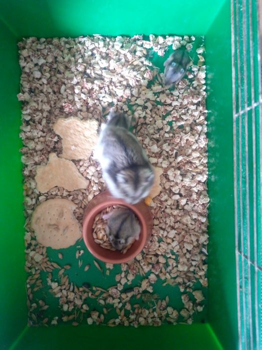 Хомячки Кременчуг