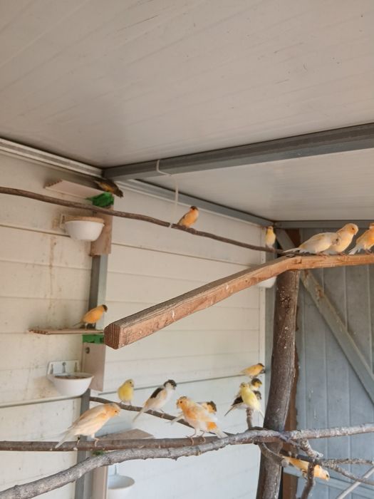 Canários- Aves Domésticas
