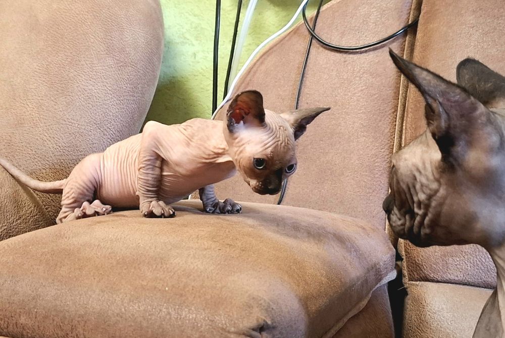 Котята Канадского сфинкса