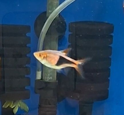 Rasboras arlequim