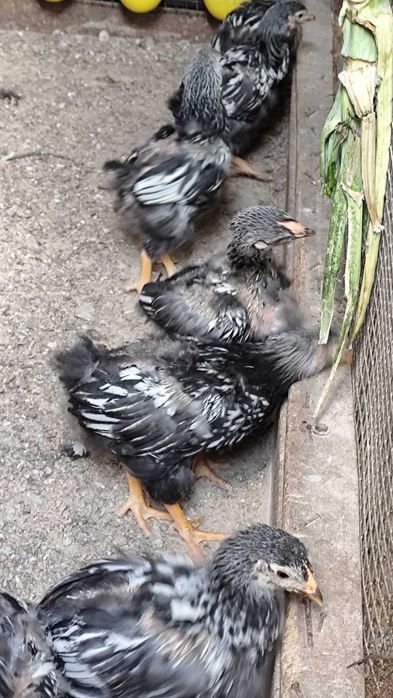 Pintos wyadotte prata com 5 semanas