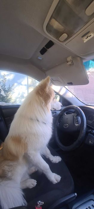 Красень Якутської Лайки