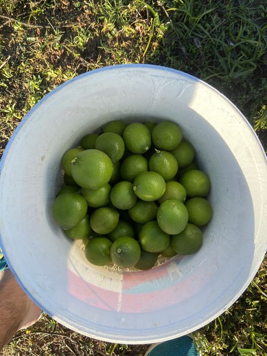 Limas Citrinos…