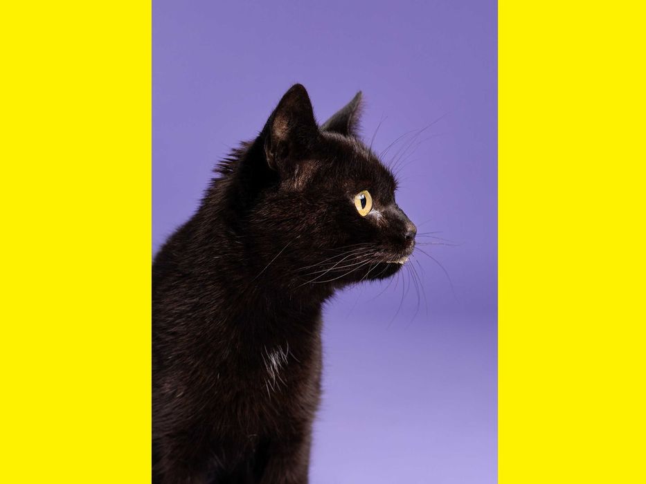 Hawranek - marzy o ciepłym kącie i przytulaniu (FIV+ FeLV+)