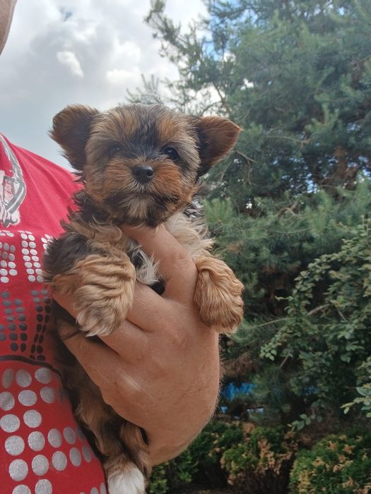 Yorkshire terrier śliczny piesek