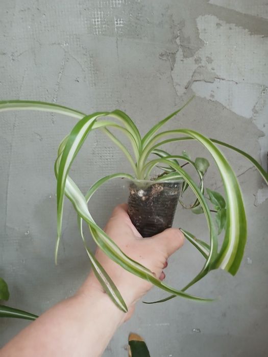 Хлорофитум, Хлорофітум кучерявый Бонни