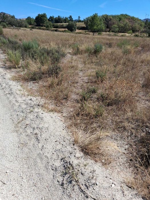Terreno com 10.000 m² para venda | Trigais, Bendada